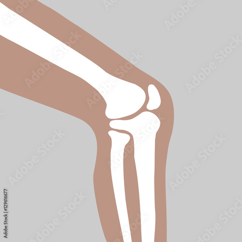 human knee joint