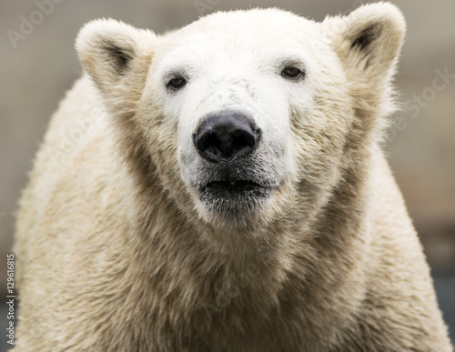 Polar bear. Ursus maritimus.