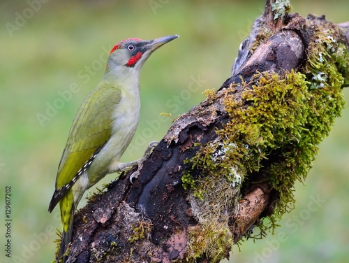 Male european green woodpecker on a branch