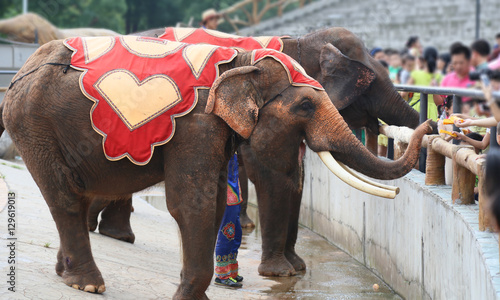 Photography Tourists is feeding elephant