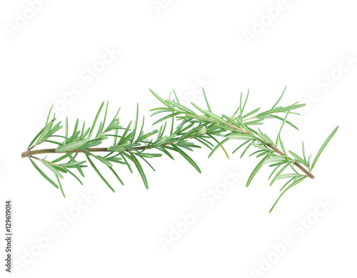 Twig of rosemary on a white background