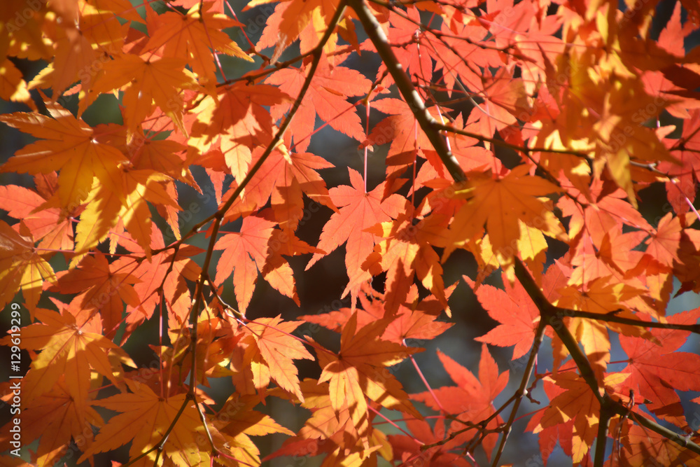 Autumn Leaves Autumn Leaves