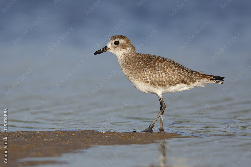 Black-bellied Plover in non-breeding plumage - St. Petersburg, F Black-bellied Plover in non-breeding plumage - St. Petersburg, F