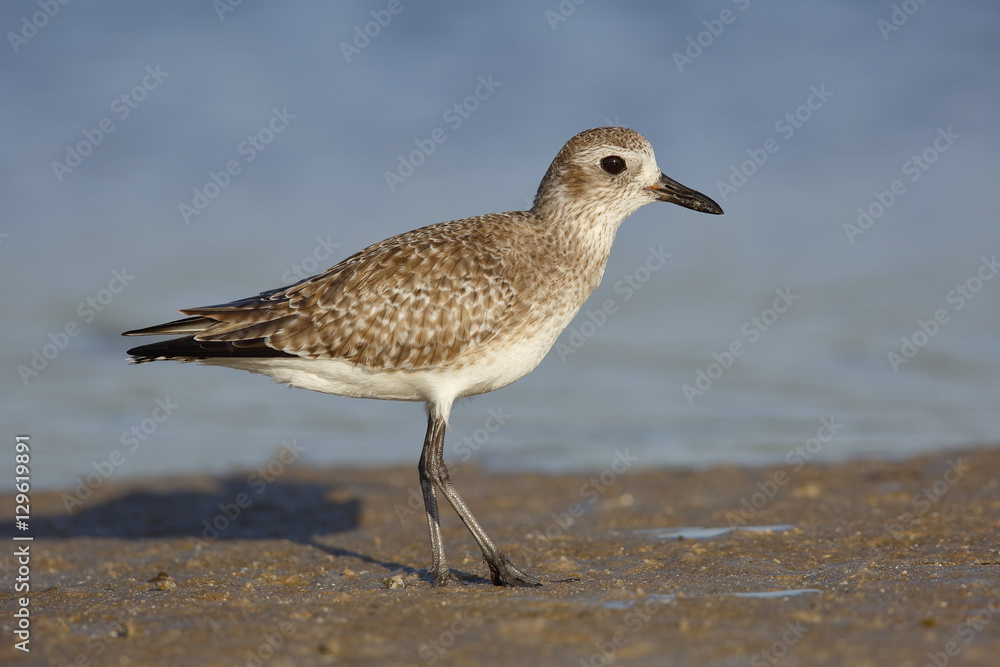 Black-bellied Plover in non-breeding plumage - St. Petersburg, F Black-bellied Plover in non-breeding plumage - St. Petersburg, F