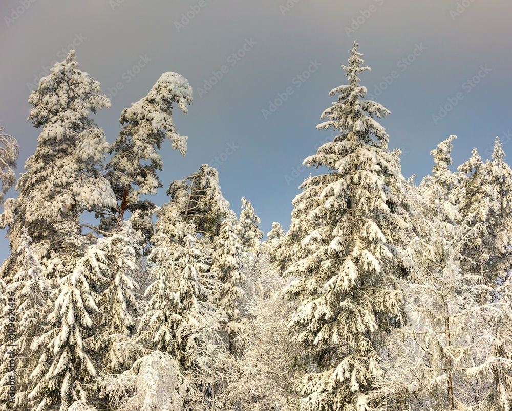 Winter forest with snow covered branches Winter forest with snow covered branches