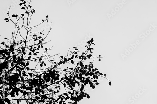 Silhouette, branches, tree