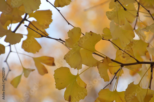 Autumn Leaves - Ginkgo; Maidenhair Trees