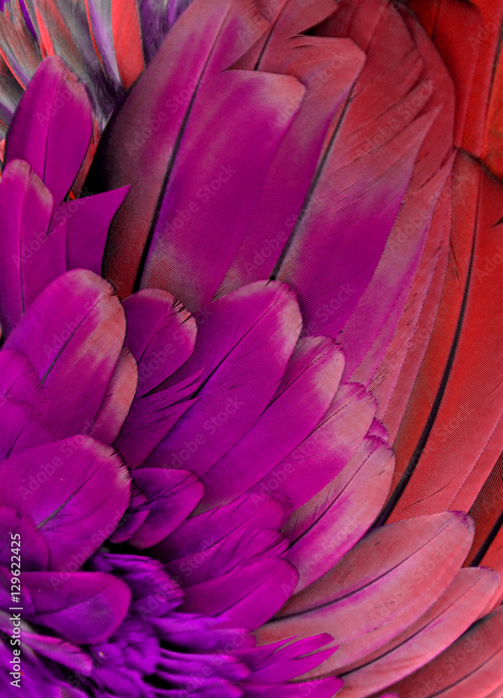 Fototapeta premium Purple and Red Macaw Feathers