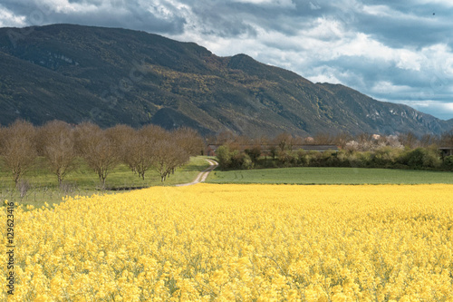 field of yellow flowers and mountains