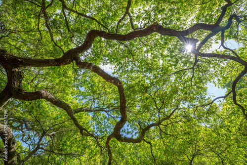 фотографія Angel Oak Tree Branches with sun shining through