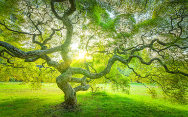 Japanese Maple Tree in Princeton New Jersey 