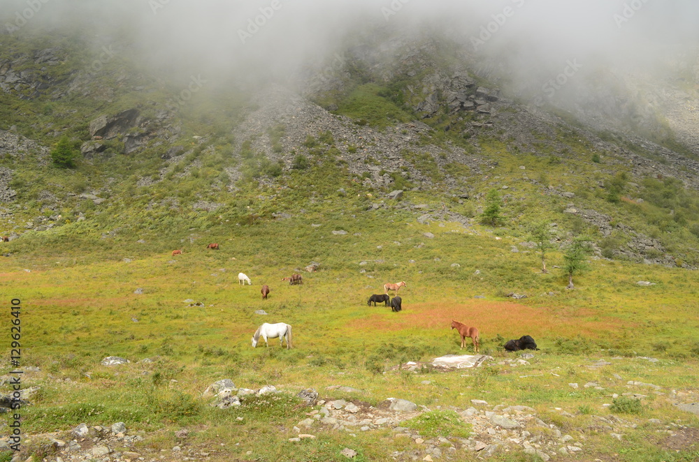 Thoroughbred horses grazing high in the mountains. Thoroughbred horses grazing high in the mountains.