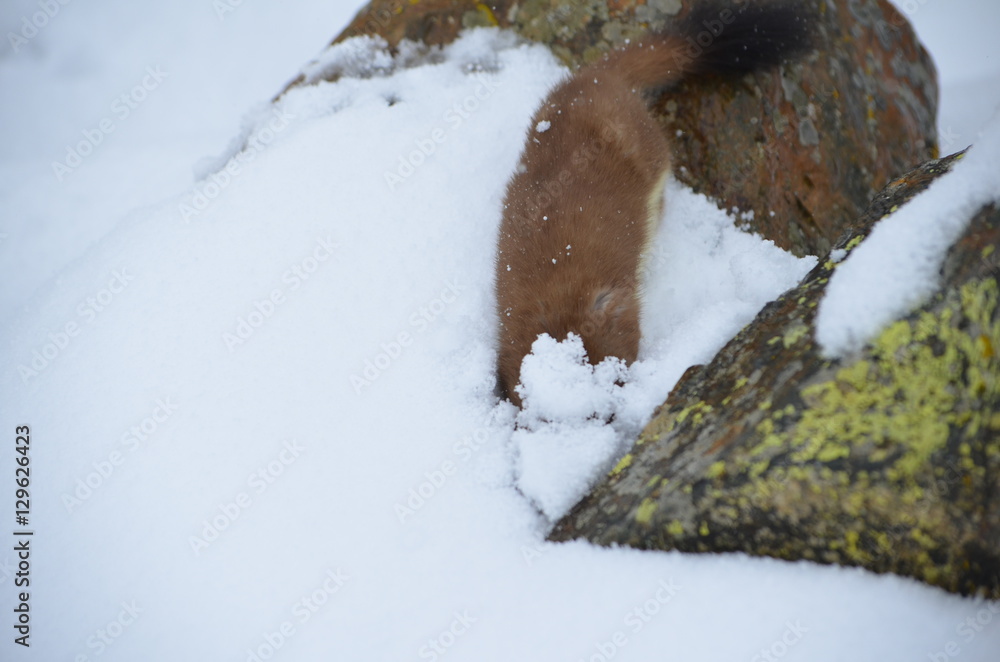 A curious ermine on top of the mountain pass. A curious ermine on top of the mountain pass.