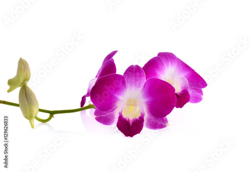  pink orchid phalaenopsis. Bouquet of flowers orchids.