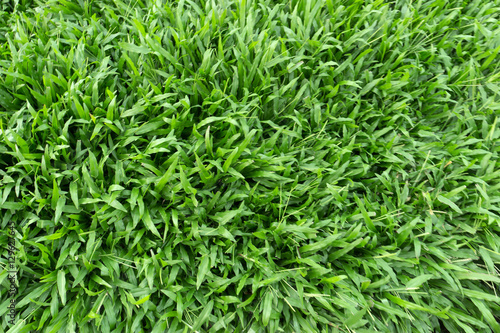 Текстура зелёной травы.