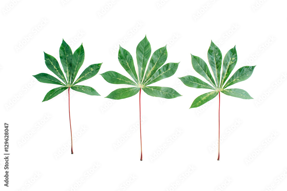 green palm branches on white background. flat lay, top view green palm branches on white background. flat lay, top view