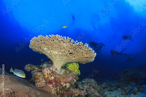Scuba diving coral reef