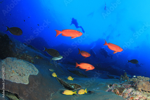 Fototapeta Naklejka Na Ścianę i Meble -  Scuba diving coral reef