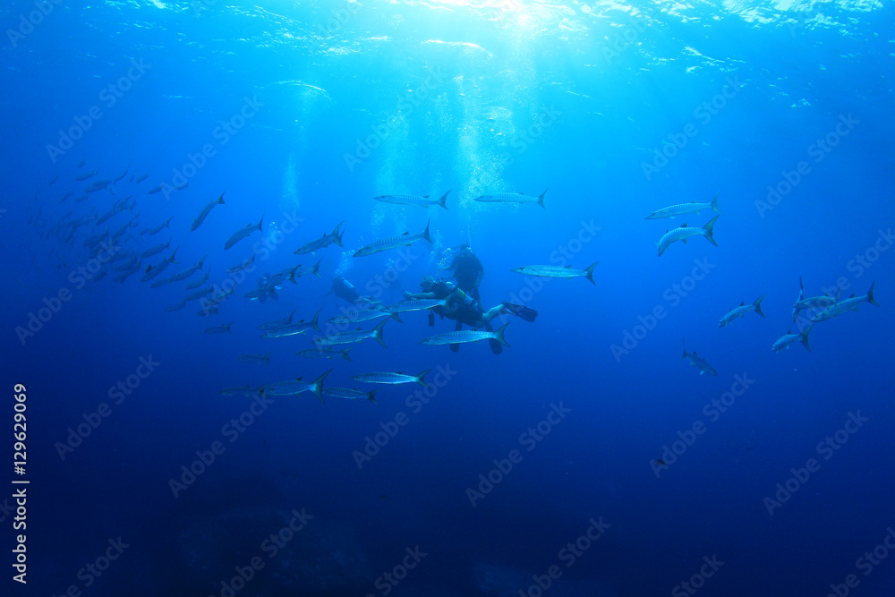 Fototapeta premium Scuba diving with barracuda fish