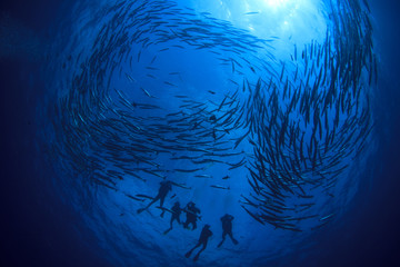 Scuba diving with fish. Barracuda school in ocean