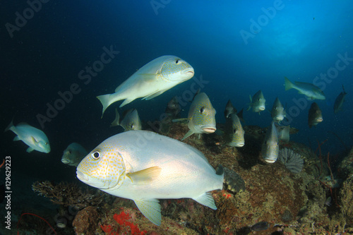 Fish school in ocean