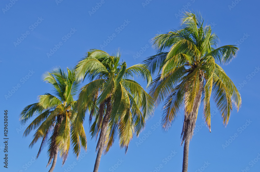 coconut tree on sky background coconut tree on sky background