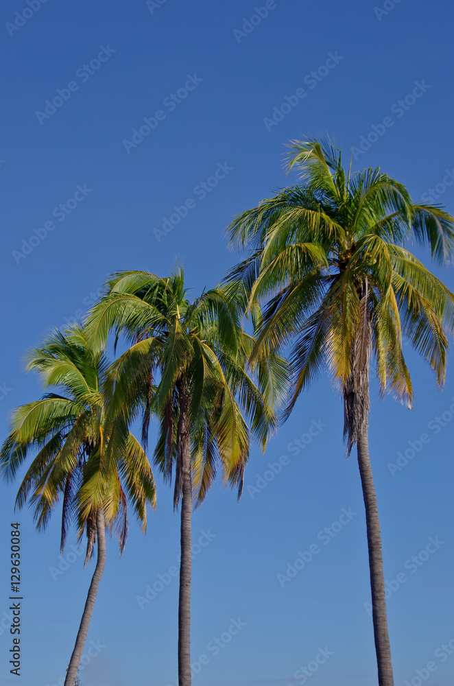 coconut tree in winter season