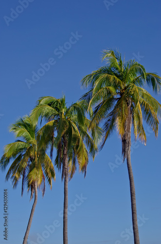coconut tree in winter season