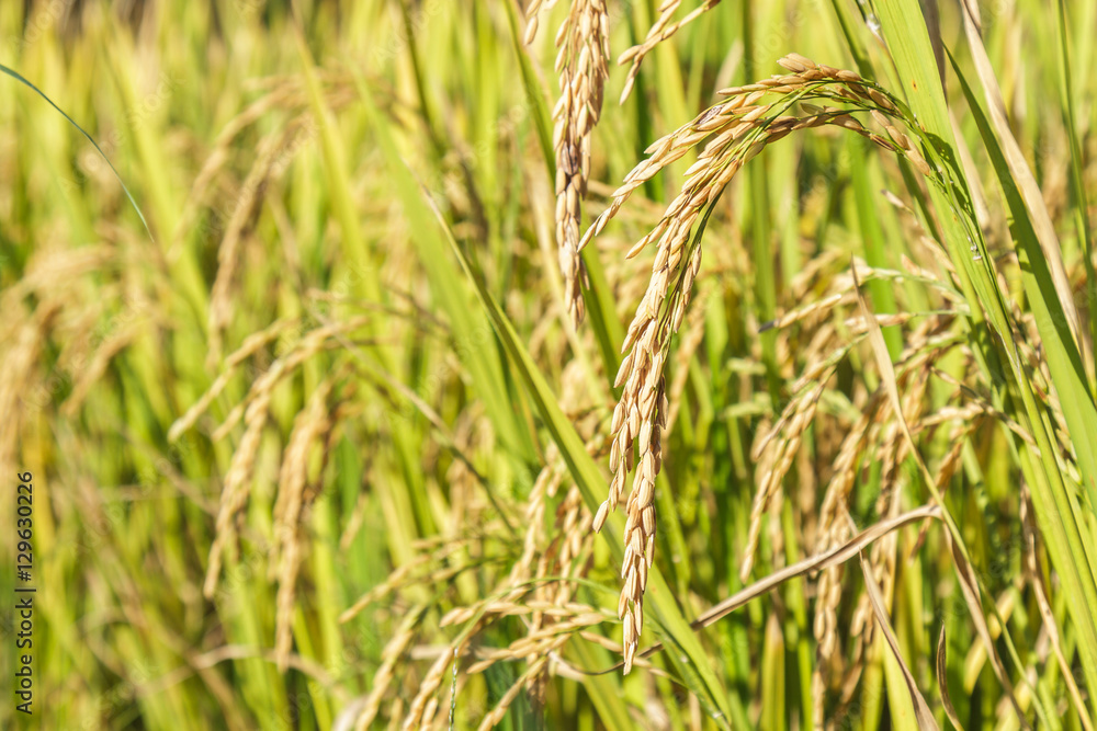 Paddy rice field close up grain seed at north Thailand. Paddy rice field close up grain seed at north Thailand.