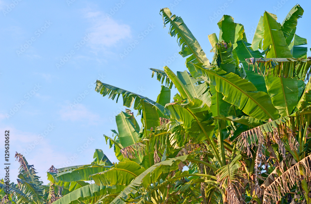 Obraz premium banana garden , bunch of banana on banana tree