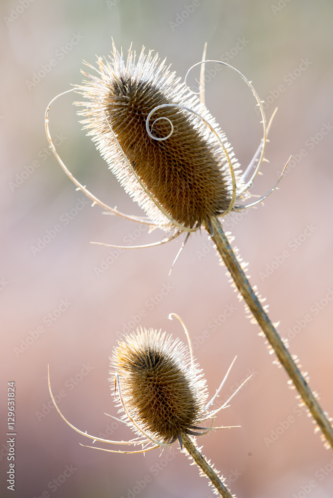 A detail of dried thistles isolated against a subtly colored bac