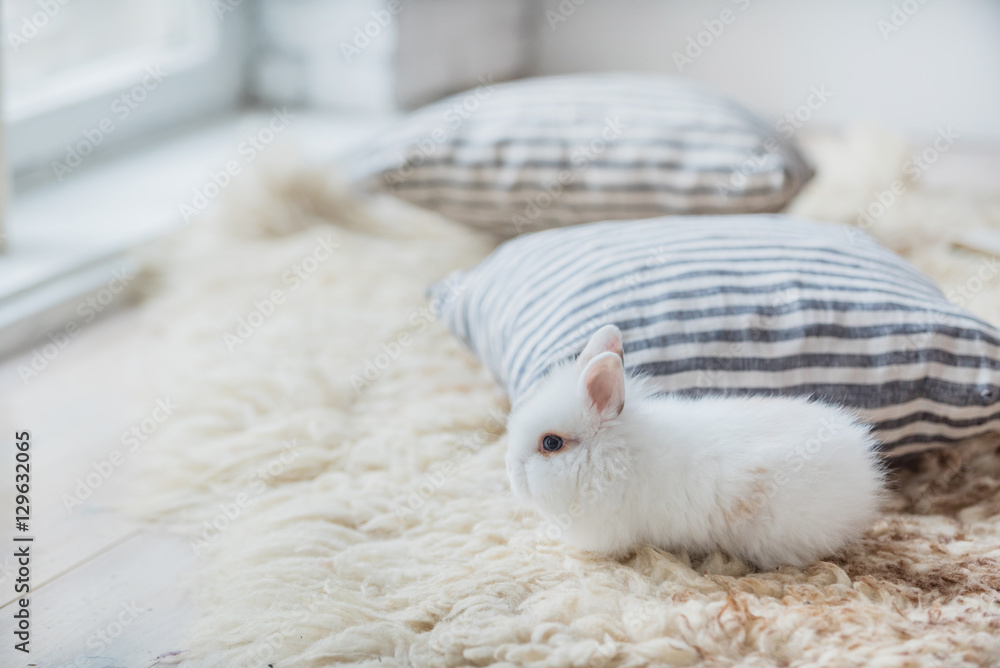 nice rabbit nice rabbit