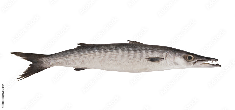Big barracuda fish isolated on white background Big barracuda fish isolated on white background