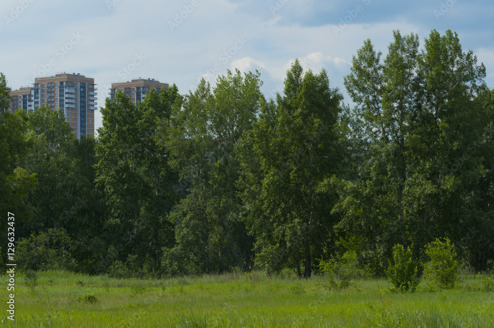 Obraz premium high trees