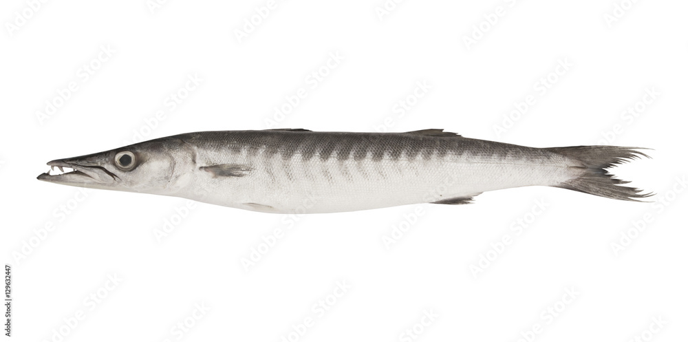 Big barracuda fish isolated on white background Big barracuda fish isolated on white background
