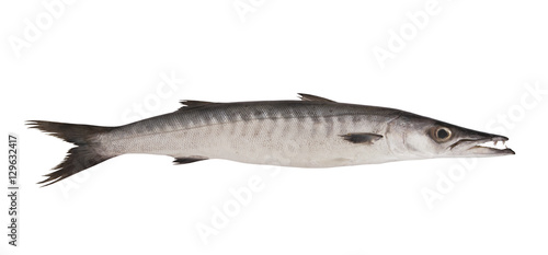 Big barracuda fish isolated on white background