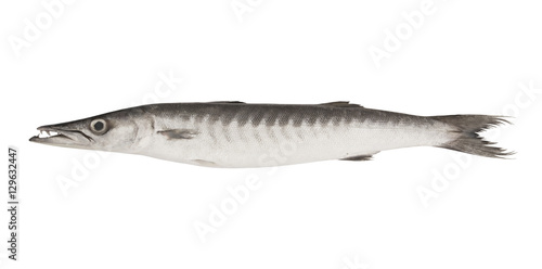 Big barracuda fish isolated on white background