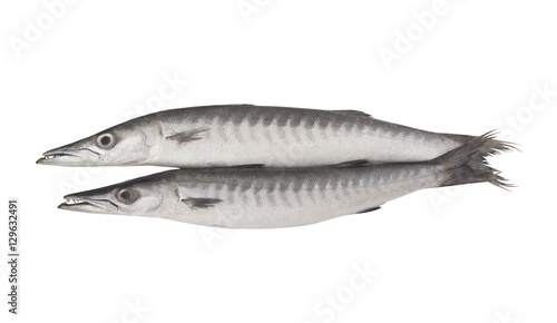 Big barracuda fish isolated on white background