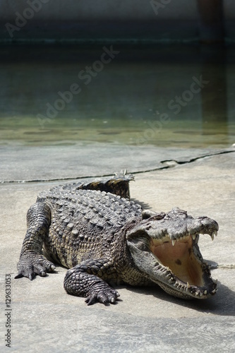 Crocodile in pond