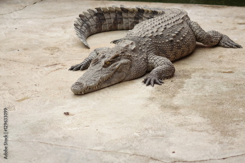 Single crocodile