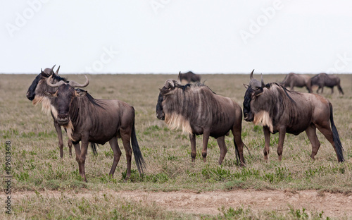 Wildebeest  Gnu  herd stand in profile in savanna plain against cloudy sky background. Serengeti National Park  Great Rift Valley  Tanzania  Africa.  