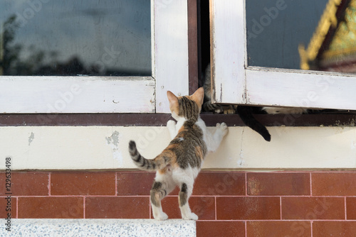 Fototapeta Naklejka Na Ścianę i Meble -  gray and white kitten climbing on the  white window