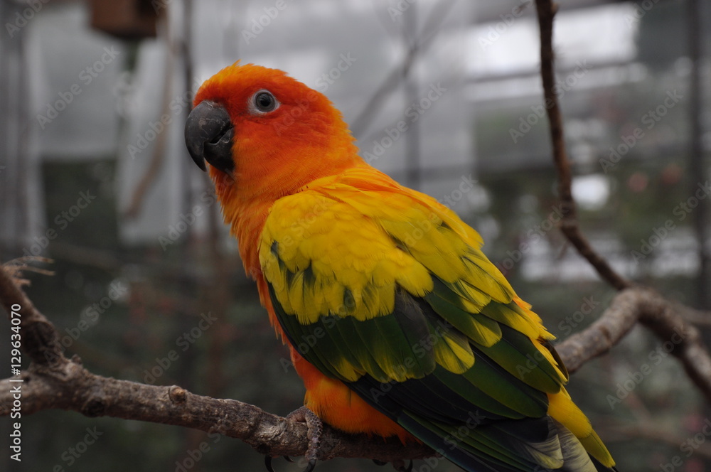 赤い鳥　緑の鳥　カラフル　ラブバード　インコ
