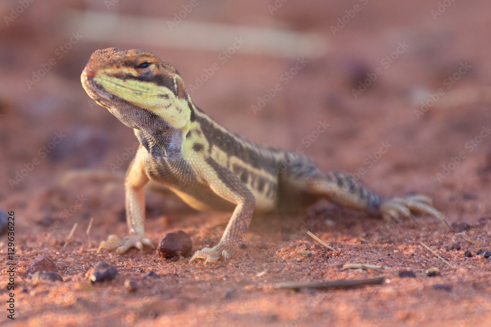 Naklejka premium Dragon