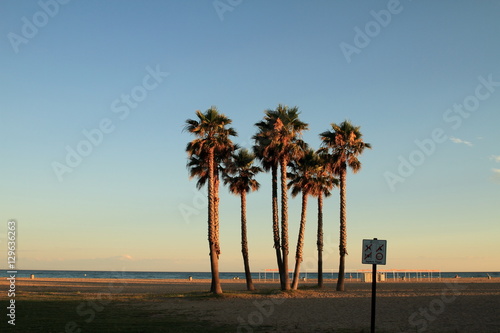 Palm trees on the coast in Catalonia