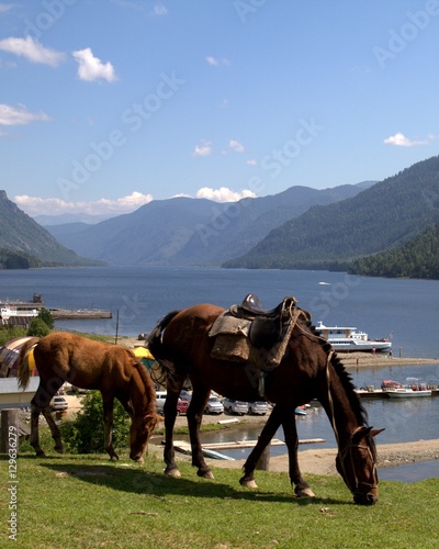 A horse with a foal on the shore of Lake Teletskoye in Altai