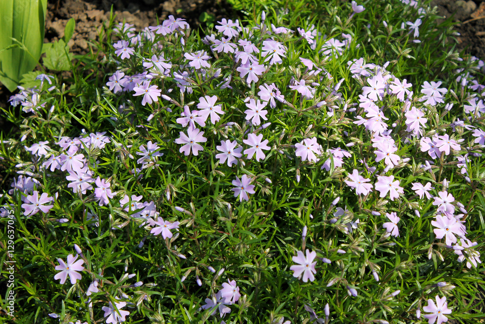 Fototapeta premium Blue periwinkle (vinca minor)