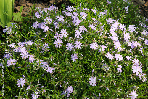 Blue periwinkle (vinca minor)