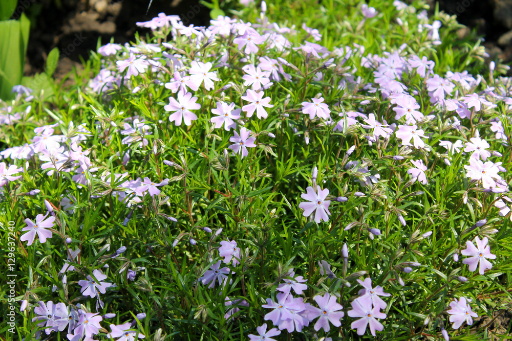 Naklejka premium Blue periwinkle (vinca minor)