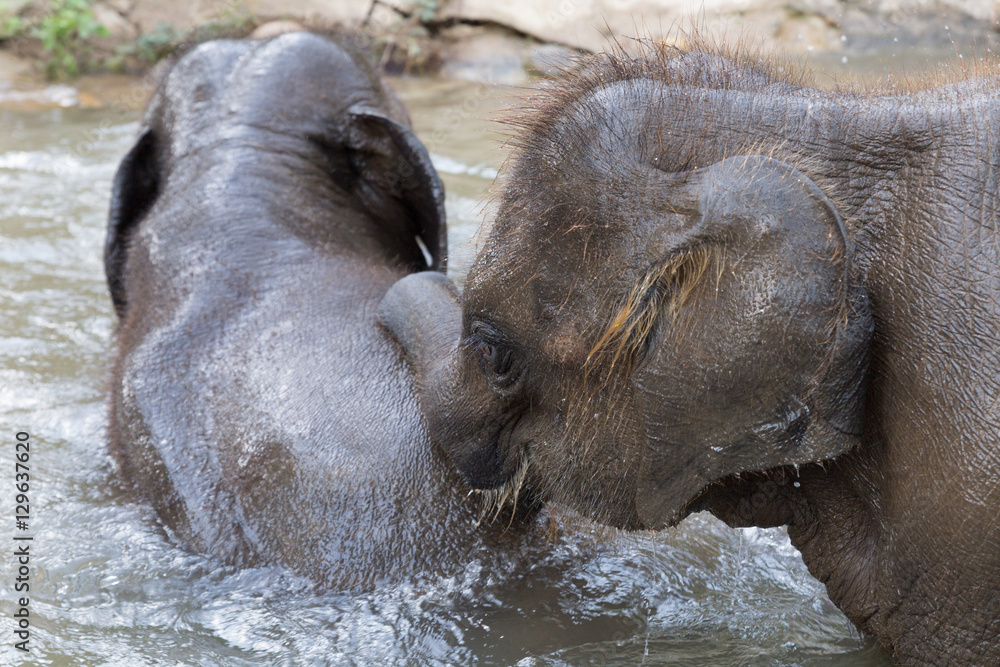 young asian elephant bathing in stream creek young asian elephant bathing in stream creek